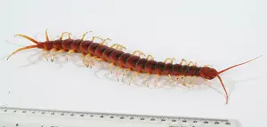 Chilopoda: Scolopendra gigantea, giant centipede