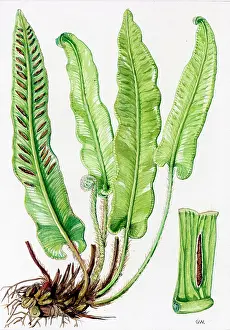 Vulgare: Scolopendrium vulgare