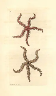 Asterias: Scolopendroid starfish, Asterias scolopendroides