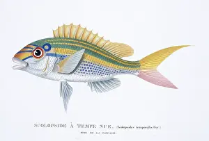 Bream: Scolopsis monogramma, rainbow monocle-bream