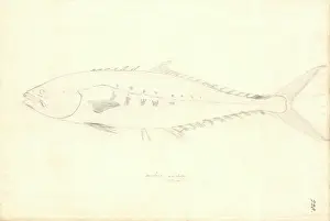 1754 1794: Scomber japonicus, chub mackerel