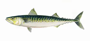 Mackerel: Scomber scombrus, or Atlantic Mackerel