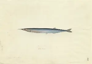 1754 1794: Scomberesox saurus, king gar