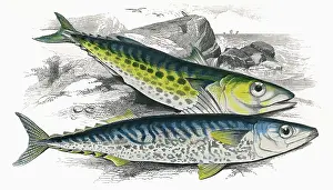 Mackerel: Scomberomorus maculatus, or Atlantic Spanish Mackerel