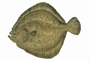 Turbot: Scophthalmus maximus, or Turbot