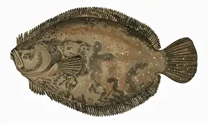 Turbot: Scophthalmus rhombus, or Brill