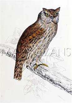 Scops: SCOPS OWN (MORRIS)