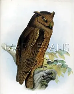 Scops: SCOPS OWL (1862)