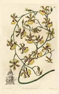 Scorched: Scorched oncidium orchid, Oncidium sphacelatum
