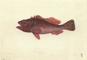 Rockfish: Scorpaena cardinalis, red rockcod