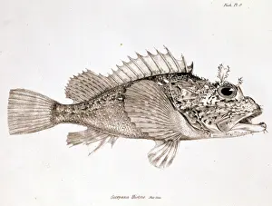 Rockfish: Scorpaena histrio, player scorpionfish