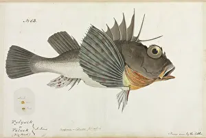 Ray Finned: Scorpaena panda
