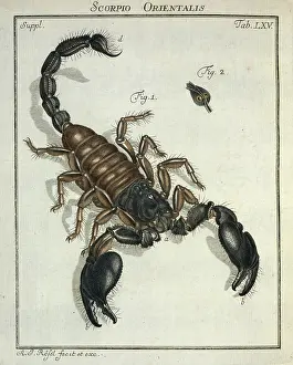 Scorpio: Scorpio orientalis, scorpion