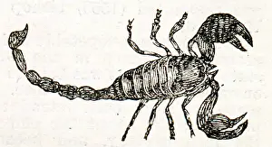 Scorpions: Scorpion