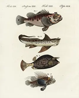 Quadricornis: Scorpion fish, rat fish, cowfish and firefish