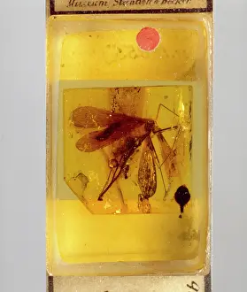 Palaeogene: Scorpion fly