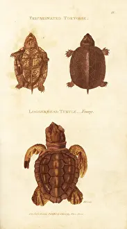 Loggerhead: Scorpion mud turtle and endangered loggerhead sea turtle