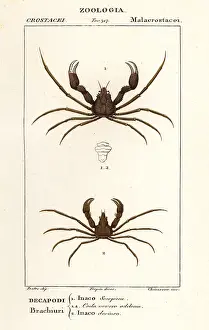 Marmoreus: Scorpion spider crab and Leach's spider crab