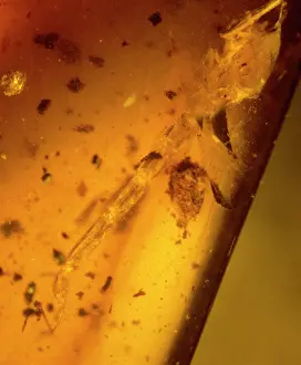 Scorpiones: Scorpion tail in Burmese amber