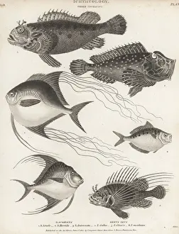 Orme And Brown: Scorpionfish, lionfish, pompano, etc