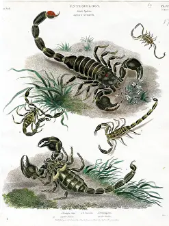 Scorpions: Scorpions