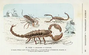 Scorpio: THREE SCORPIONS