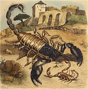 Scorpions: TWO SCORPIONS