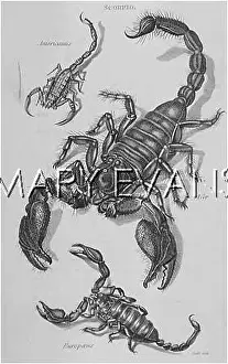 Scorpions: THREE SCORPIONS