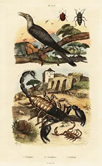 Scorpions: Scorpions and cuckoo