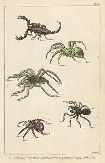 Tarantula: SCORPIONS & SPIDERS
