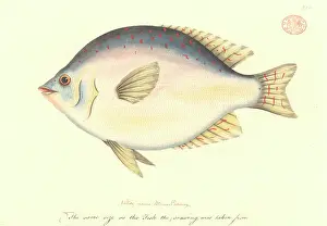 Watling: Scorpis sp. sweep