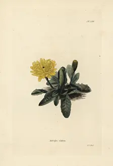 Alpina: Scorzoneroides pyrenaica