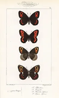 Pauquet: Scotch argus, large ringlet, autumn ringlet and Arran brown