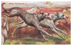 Geographia: Scotch Deerhounds