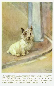Combed: Scotch terrier