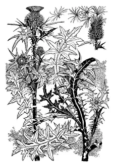 Lilley: Scotch Thistle