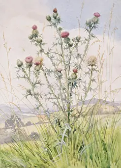 Weeds: Scotch Thistle