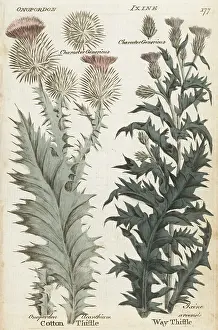 Hamiltons: Scotch thistle and way thistle