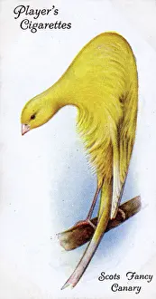 Canaries: Scots Fancy Canary
