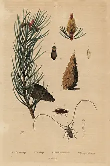 Fries: Scots pine and Norway pine