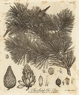 Arborist: Scots pine tree, Pinus sylvestris