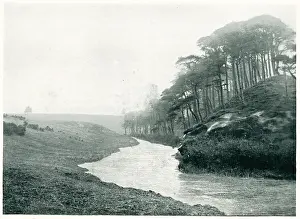 Dunfermline: Scots Pines