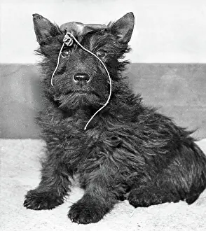 Scottie: Scots terrier with a burst balloon on its head