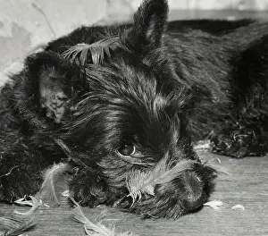 Scottie: Scots terrier with feathers