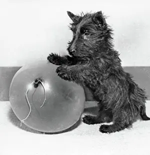 Scottie: Scots terrier playing with balloon