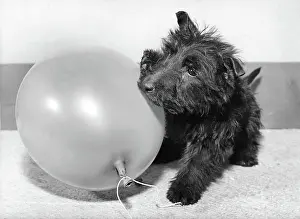 Scottie: Scots terrier playing with balloon