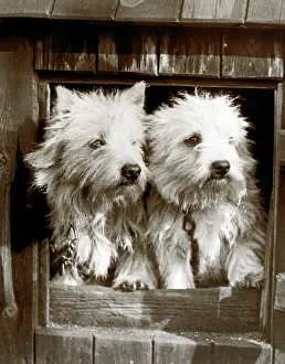 Kennel: Two Scots terrier puppies