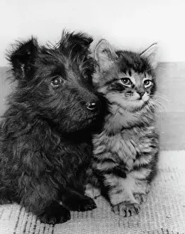 Scottie: Scots terrier puppy and tabby kitten