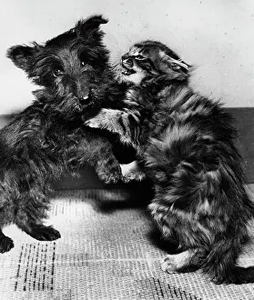 Scottie: Scots terrier puppy and tabby kitten