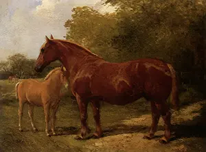 Equines: Scott and Vanity